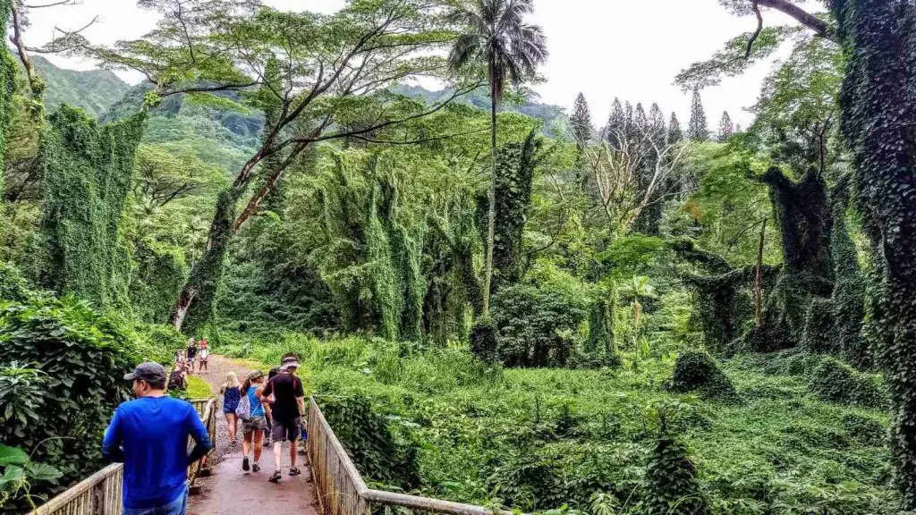 mānoa falls trail hiking