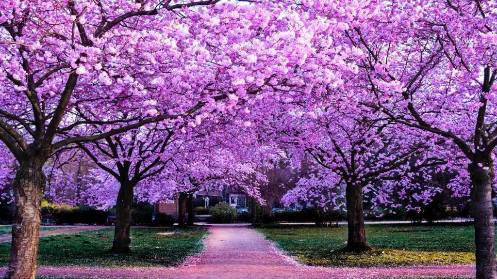 Cherry blossoms trees
