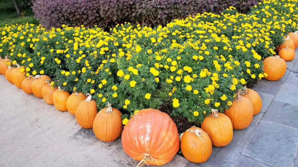 Dallas Arboretum pumpkin village