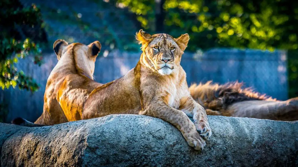 Lions in the San Diego Safari Park 