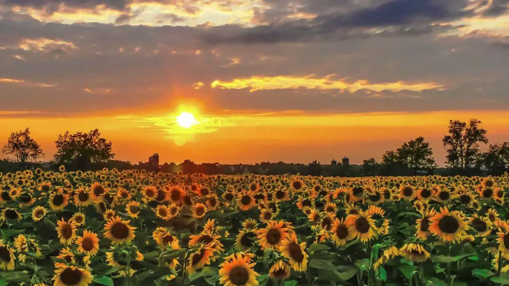 beautiful Sunflower Fields in Texas