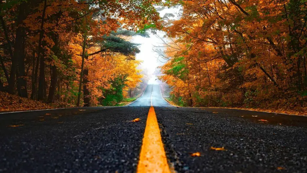 Beautiful road and trees scene