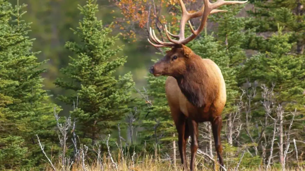 canada wildlife